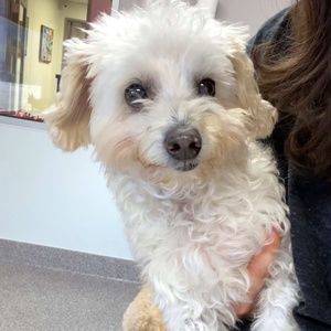 Tucker- the Morkie (Maltese & Yorkie)